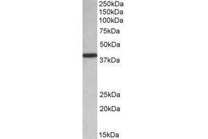 AP22435PU-N PCBP1 antibody staining of HeLa lysate at 0. (PCBP1 anticorps  (Internal Region))