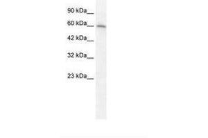 Image no. 1 for anti-Cholinergic Receptor, Nicotinic, alpha 7 (Neuronal) (CHRNA7) (AA 398-447) antibody (ABIN202673) (CHRNA7 anticorps  (AA 398-447))