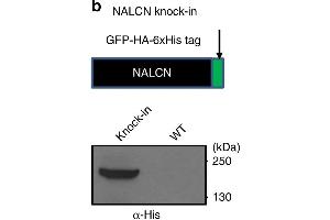 A knock-in mouse line with NALCN tagged with GFP, HA, and His tags (NALCN-GFP-HA-His mice). (His Tag anticorps)