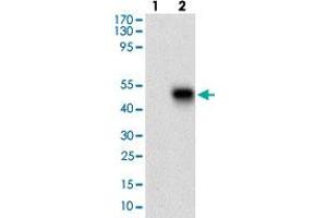 Western blot analysis of Lane 1: Negative control [HEK293 cell lysate]; Lane 2: Over-expression lysate [PLA2G12A (AA: 21-189)-hIgGFc transfected HEK293 cells] with PLA2G12A monoclonal antibody, clone 3H2C11  at 1:500-1:2000 dilution.