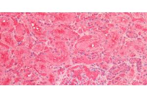 Immunohistochemistry of paraffin-embedded Human Kidney using ENO1 Polyclonal Antibody at dilution of 1:60.