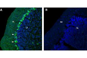 Free-floating frozen brain sections from a paraformaldehyde-perfused mouse were incubated with Anti-GlyT1 (SLC6A9) (extracellular) Antibody (ABIN7043261, 1:300), followed by goat anti-rabbit secondary antibody conjugated to Alexa Fluor® 488 (green). (GLYT1 anticorps  (2nd Extracellular Loop))