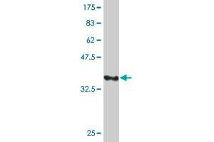 Western Blot detection against Immunogen (37.