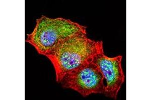 Immunofluorescence analysis of Hela cells using CD307E mouse mAb (green).