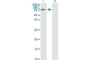 Western Blot analysis of GLB1 expression in transfected 293T cell line by GLB1 monoclonal antibody (M01), clone 6E7.