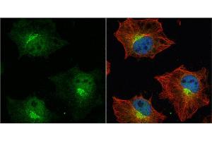 ICC/IF Image APP antibody [C2C3], C-term detects APP protein at cytoplasm and nucleus by immunofluorescent analysis. (APP anticorps  (C-Term))