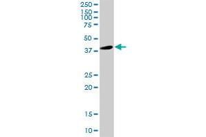 GFAP MaxPab rabbit polyclonal antibody. (GFAP anticorps  (AA 1-432))