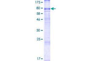 Image no. 1 for Solute Carrier Family 43, Member 2 (SLC43A2) (AA 1-569) protein (GST tag) (ABIN1320455)