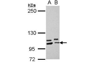 Western Blotting (WB) image for anti-Protocadherin alpha 10 (PCDHA10) (N-Term) antibody (ABIN1494059) (PCDHA10 anticorps  (N-Term))