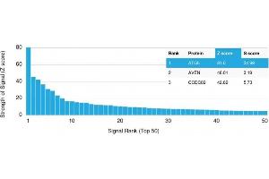 Analysis of Protein Array containing more than 19,000 full-length human proteins using ATG5 Mouse Monoclonal Antibody (ATG5/2101).