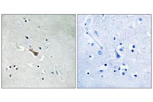 Immunohistochemistry analysis of paraffin-embedded human brain tissue using APLP2 (Phospho-Tyr755) antibody. (APLP2 anticorps  (pTyr755))