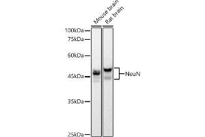 Western blot analysis of extracts of various cell lines, using NeuN Rabbit mAb antibody (ABIN7270098) at 1:1000 dilution. (NeuN anticorps)