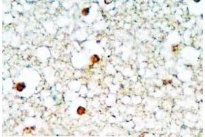 Human brain tissue was stained by Rabbit Anti-Neuropeptide S (1-10) Antibody (NPS anticorps  (AA 1-10))