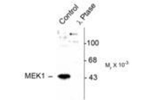 Image no. 1 for anti-Mitogen-Activated Protein Kinase Kinase 1 (MAP2K1) (pThr386) antibody (ABIN221148) (MEK1 anticorps  (pThr386))