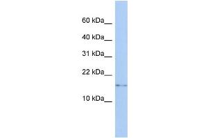 WB Suggested Anti-CISD2 Antibody Titration:  0. (CISD2 anticorps  (N-Term))
