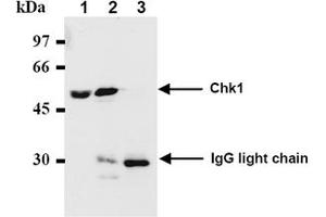 Western Blotting (WB) image for anti-Checkpoint Kinase 1 (CHEK1) antibody (ABIN487487)