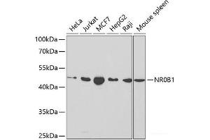 Western blot analysis of extracts of various cell lines using NR0B1 Polyclonal Antibody at dilution of 1:1000.