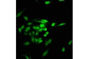 Immunofluorescence staining of Hela cells with ABIN7142118 at 1:100, counter-stained with DAPI.