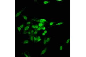 Immunofluorescence staining of Hela cells with ABIN7142118 at 1:100, counter-stained with DAPI. (TNKS1BP1 anticorps  (AA 271-375))