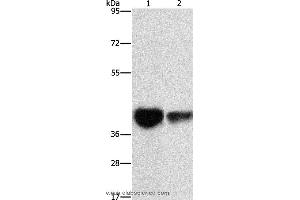 Western blot analysis of Mouse brain tissue and NIH/3T3 cell, using IDH3G Polyclonal Antibody at dilution of 1:350 (IDH3G anticorps)