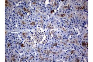 Image no. 3 for anti-BCL2/adenovirus E1B 19kDa Interacting Protein 1 (BNIP1) (AA 1-199) antibody (ABIN1490605)