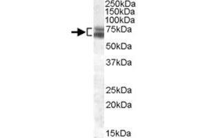 ARNTL polyclonal antibody  (0.