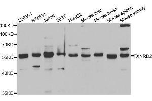 Western blot analysis of extracts of various cell lines, using TXNRD2 antibody (ABIN5973200) at 1/1000 dilution. (TXNRD2 anticorps)
