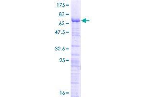 ERI1 Protein (AA 1-349) (GST tag)