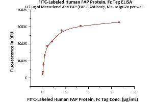 Immobilized Monoclonal Anti-FAP (FAP5) Antibody, Mouse IgG2a  at 1 μg/mL (100 μL/well) can bind Fed Human FAP Protein, Fc Tag (ABIN6973050) with a linear range of 0.