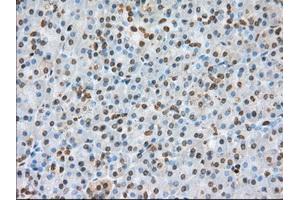 Immunohistochemical staining of paraffin-embedded colon tissue using anti-BSG mouse monoclonal antibody. (CD147 anticorps)