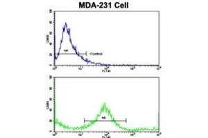 anti-Keratin 4 (KRT4) antibody