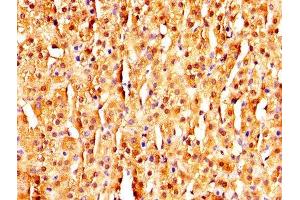 IHC image of ABIN7159296 diluted at 1:320 and staining in paraffin-embedded human adrenal gland tissue performed on a Leica BondTM system.
