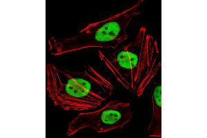 Fluorescent image of Hela cells stained with FAM50A Antibody . (FAM50A anticorps  (C-Term))
