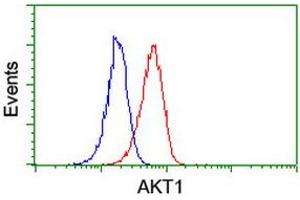Image no. 3 for anti-V-Akt Murine Thymoma Viral Oncogene Homolog 1 (AKT1) antibody (ABIN1496557) (AKT1 anticorps)