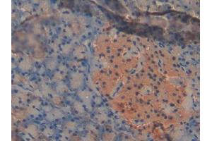 DAB staining on IHC-P; Samples: Mouse Pancreas Tissue (PDK2 anticorps  (AA 155-379))