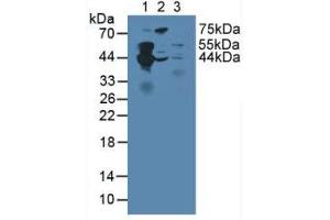 Figure. (Septin 5 anticorps  (AA 77-323))