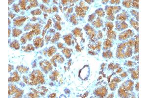 Formalin-fixed, paraffin-embedded human Pancreas stained with Milk Fat Globule Monoclonal Antibody (EDM45)