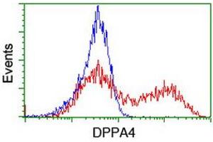 Image no. 1 for anti-Developmental Pluripotency Associated 4 (DPPA4) (AA 9-254) antibody (ABIN1491698) (DPPA4 anticorps  (AA 9-254))