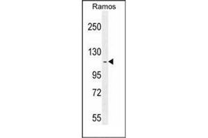 Western blot analysis of HIP12 / HIP1R Antibody (N-term) in Ramos cell line lysates (35ug/lane).