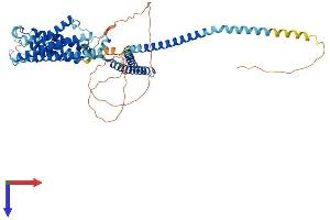 AlphaFold protein structure predicition of Human Recombinant KCNN2 Protein, UniprotID Q9H2S1