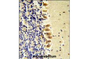 STK40 Antibody ( C-term ) IHC analysis in formalin fixed and paraffin embedded mouse brain tissue followed by peroxidase conjugation of the secondary antibody and DAB staining. (STK40 anticorps  (C-Term))