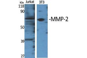 Western Blot (WB) analysis of specific cells using MMP-2 Polyclonal Antibody. (MMP2 anticorps  (C-Term))