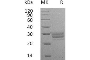 Western Blotting (WB) image for Fms-Related tyrosine Kinase 3 Ligand (FLT3LG) protein (His tag) (ABIN7320529)