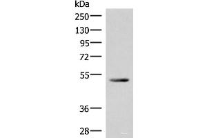 Western blot analysis of Mouse heart tissue lysate using IRX4 Polyclonal Antibody at dilution of 1:400 (IRX4 anticorps)