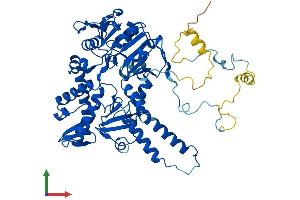 AlphaFold protein structure predicition of Human Recombinant NT5C2 Protein, UniprotID P49902