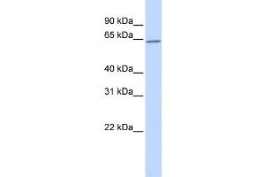 WB Suggested Anti-RORA Antibody Titration:  0.