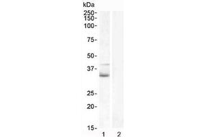 Western blot testing of human 1) Jurkat lysate and 2) U937 (negative control) lysate with WNT4 antibody at 1ug/ml. (WNT4 anticorps)