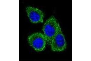 Confocal immunofluorescent analysis of PIP / GCDFP15 Antibody (C-term) Cat.