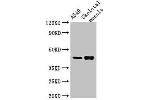 Western Blot Positive WB detected in: A549 whole cell lysate, Mouse skeletal muscle tissue All lanes: PPM1K antibody at 2. (PPM1K anticorps  (AA 30-372))