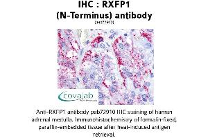 Image no. 1 for anti-Relaxin/insulin-Like Family Peptide Receptor 1 (RXFP1) (Extracellular Domain), (N-Term) antibody (ABIN1738982) (RXFP1 anticorps  (Extracellular Domain, N-Term))
